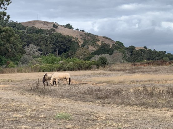 two horses graze on kind of gristly shrub; behind them rises a shrub and tree covered hill.  the sky is busy with iron grey clouds.