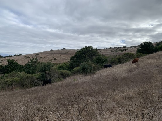cattle graze on a steep hill under a cloudy sky.  what little green there is to be seen is provided by shrubs and small trees.