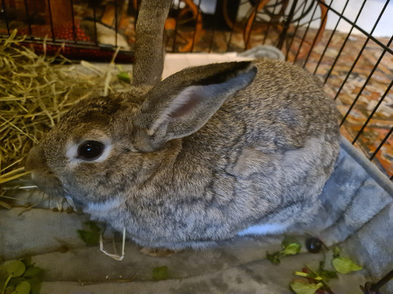 Bruno, a semi-wild rabbit in a cage, waiting to be collected for a better life.