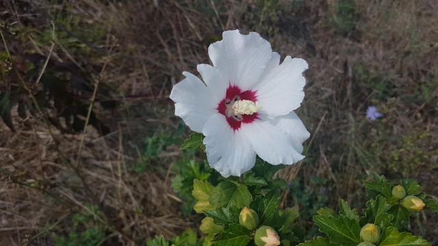 large white flower with red centre