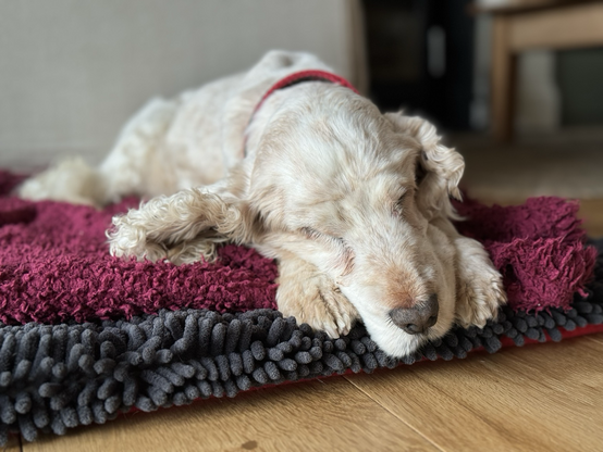 A cute English Cocker Spaniel snoozing on a mat. She has her nose between her paws.
