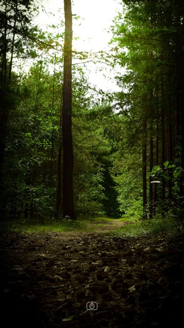 Darkened forest path through tall trees, Potsdam, 24 Sep 2023. Nikon D5600, Nikkor DX 35 mm Æ’1.8G, ISO 500, Æ’10, 1/160s