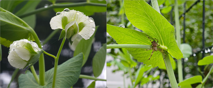 The first image is of white sugar snap peas with raindrops pearling on the petals and the second is of a garden spider hiding under pea leaves in a rain shower. My garden, Maple Leaf Neighborhood, Seattle, Washington, USA