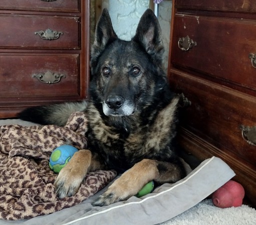 An elderly, sable German Shepherd lies on a pile of cushions and blankets, several toys around him and under his paws. He is staring intently at the camera.