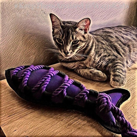A gray tabby teen cat poses with a big purple fish with string braids crisscrossed over one side, that is almost his size, illustrating The Extra Littermate.