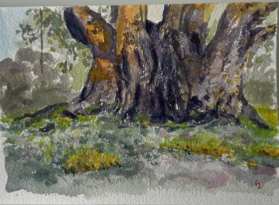 A plein-air gouache drawing of the trunk of a big Moreton Bay Fig tree. Sunlight hit on it and the grass in the foreground.
