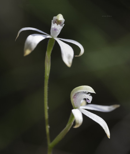 Caladenia ustulata (Brown Caps) orchid on Black Mountain, ACT.