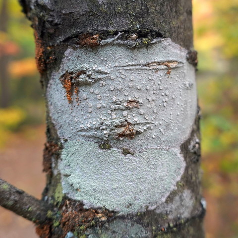 A grey crustose/dust lichen on a tree trunk looks like a face