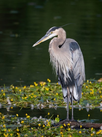 A Great Blue Heron stands at a pond in the morning light with yellow blossoms around.