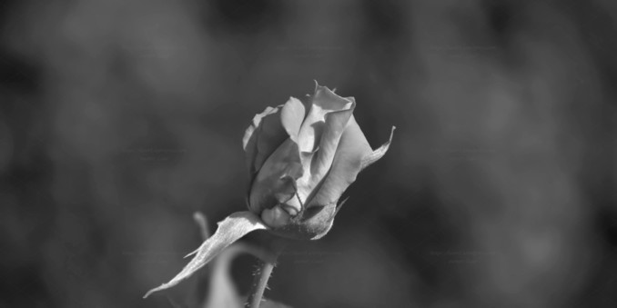 Rose, black and white, photo