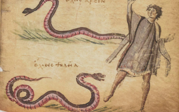 Snakes in the grass. From a manuscript of Nicander’s Theriaca poem, c11th century CE. Courtesy the BnF, Paris.

A drawing on old, yellowy paper. It depicts twi snakes with a pink belly and a brown back. One of them is going to the left, one of them is going to the right, towards a man with dark, curly hair who is wearing a blue tunic and is holding up his right hand up.