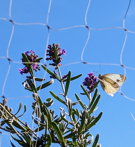 Ein Schmetterling, eventuell ein KohlweiÃŸling, tankt an einer LavendelblÃ¼te auf.