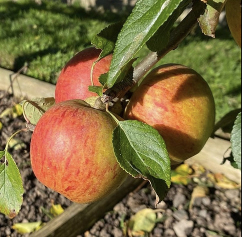 three ripe coxâ€™s apples in a cluster on the plane, attached to a stem with two leaves. The fruit are yellowy in places but mostly streaky orange and red