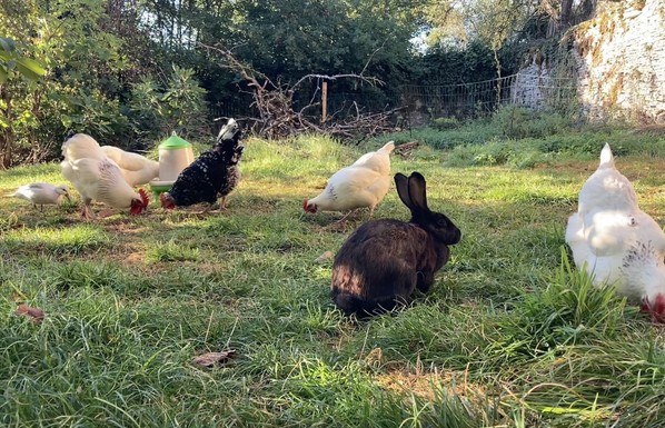 1 black rabbit, 4 white sussex chickens, 1 black ancona chicken and a silver bahama duck grazing together.