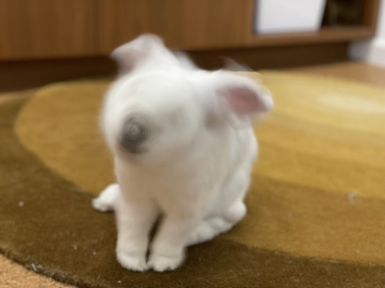 Chuck the bunny shaking his head (his head is all blurry)