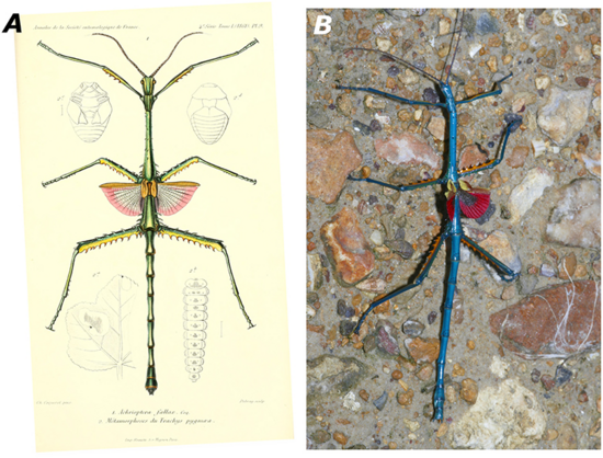 Left, drawing of a malagasy stick insect (Achrioptera fallax) illustrating various details of its wings, from Coquerel (1861) – that is, from a 160 years ago.

Right, the Achrioptera manga, in blue and red colors, mostly blue with red tiny wings and underside of the spiky tibia of the middle and hind limbs.