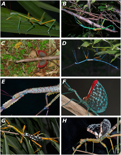 A variety of stick insects from Madagascar, mostly rather very colorful.