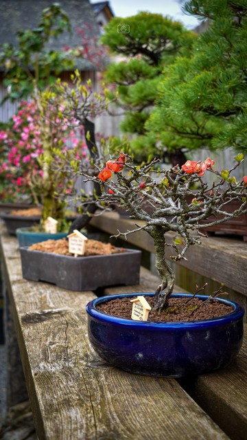 Bonsai trees in glazed ceramic pots on a wooden bench outdoors. In the background pine trees with long needles and a weathered wooden shed