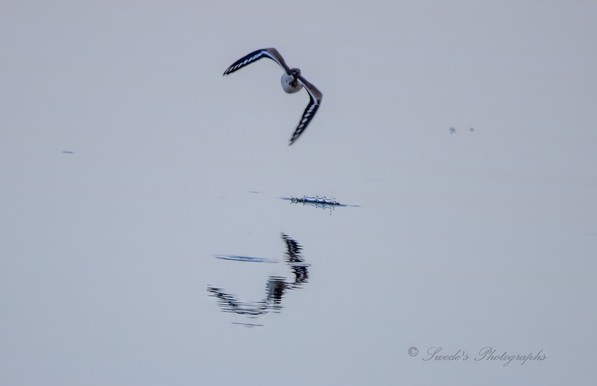 There is a bird flying low over calm water.  Water splashes up towards the bird, Its reflection flies below.  I think the bird is an Osprey.