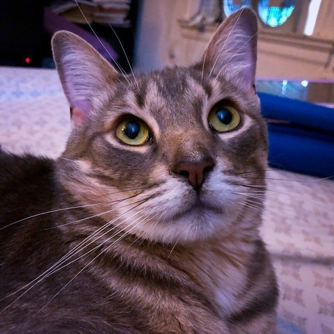 A gray tabby cat looks upward, appealing to the ceiling in a close up of his face with large green gold eyes.