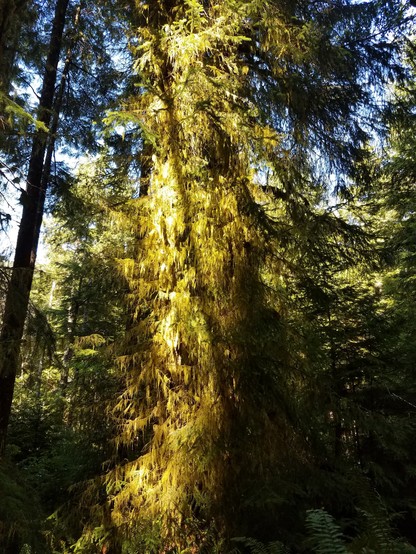 Moss thickly covers the trunk and branches of an evergreen. Sunlight falls on the left side make it seem hung with gold tinsel while the right side is in shadow.