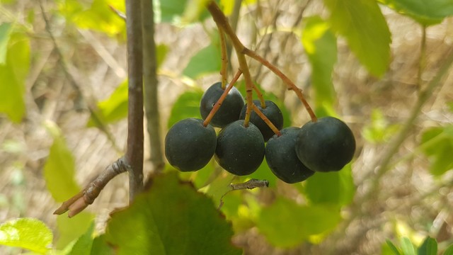 Close-up of a cluster of round black berries in a green-leaved shrub.