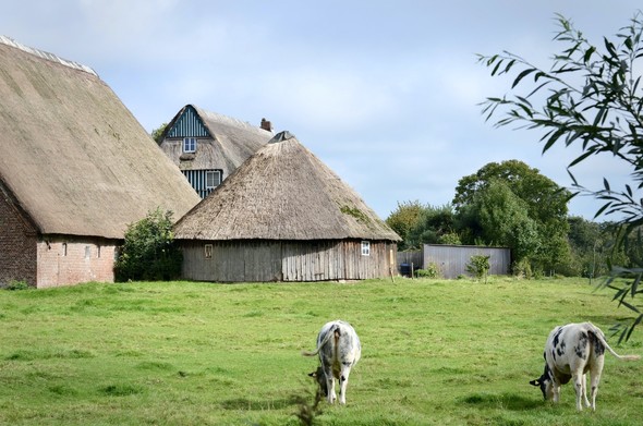 A group of thatched roof farm buildings with two cows in front grazing in a field.