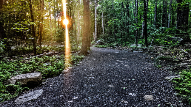 Walking a dirt and gravel footpath through a forest. The sun is low in the sky directly ahead, shining bright orange rays directly at us through the trees and washing out the sky. Evening shadows are descending upon the forest around it. The forest floor is carpeted with ferns, rocks and occasional fallen branches.