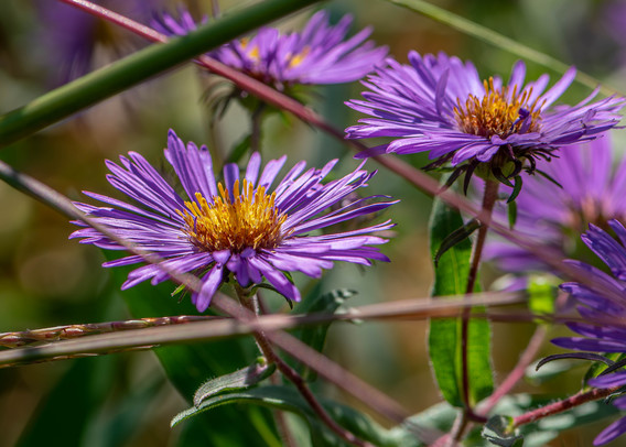 Image of a small group of purple aster flowers visible through a number of crisscrossing stems. This species of aster has a daisy-like structure with long, light purple petals radiating from a central yellow disk. The background consists of out of focus flowers and green foliage.