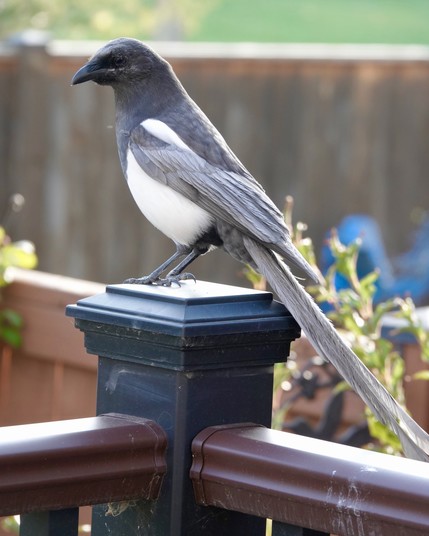 A black billed magpie is perched on a deck post. Rather than glossy blue-black plumage, this magpie has greyish-blue plumage on the wing and the entire length of the tail feathers.