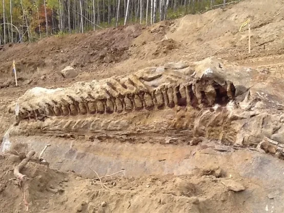 Paleontologists are busy in northwestern Alberta after a pipeline crew uncovered a fossil of a dinosaur. The fossil skeleton is of the creature's tail, and experts believe the prehistoric beast may have been up to 10 metres in size. The Canadian Press.