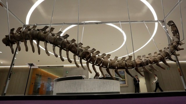 The fossilized tail of a sauropod of the Atlasaurus imelakei species is displayed at the lobby of the BBVA Bancomer tower in Mexico City, Jan. 16, 2018.