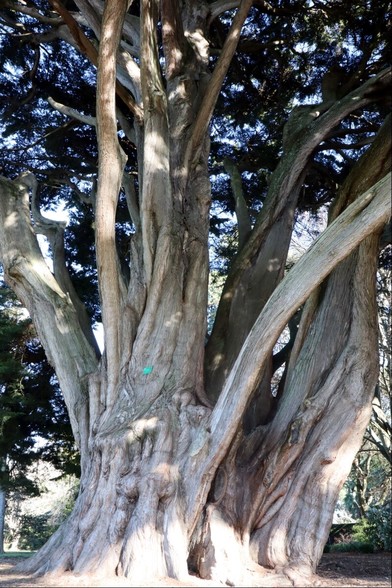 A portrait view of the same tree, but taken closer so the trunk is made more prominent. We can see the canopy in the background and glimpses of the sky beyond