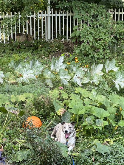 Brindle pit bull smiling in a pumpkin patch