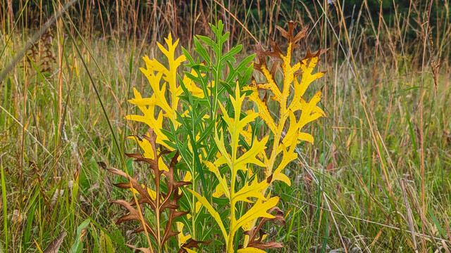 Prairie plants are changing colors for autumn.