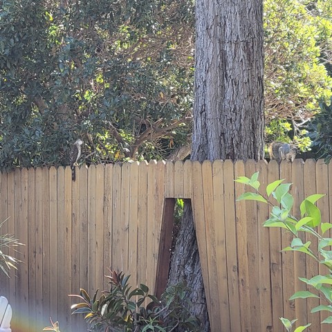 A Cooper's hawk and a squirrel perch on the same wooden fence in a sunny backyard. The fence between them has a cutaway to allow room for a tree growing on the property line.