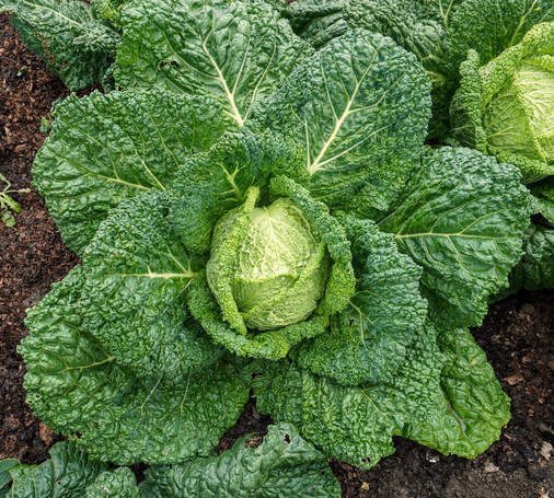 A giant cabbage!