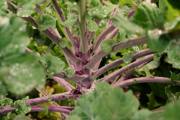 Purple stalk/stems of the purple sprouting broccoli