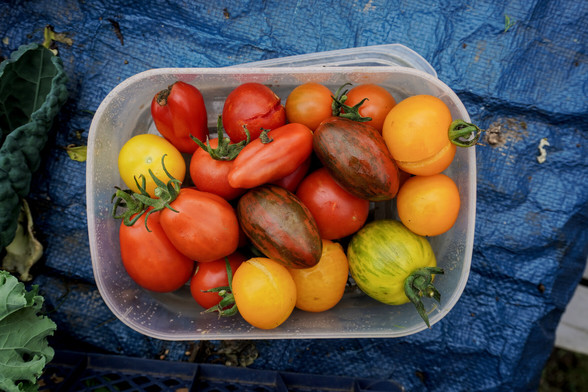 A box of colourful tomatoes