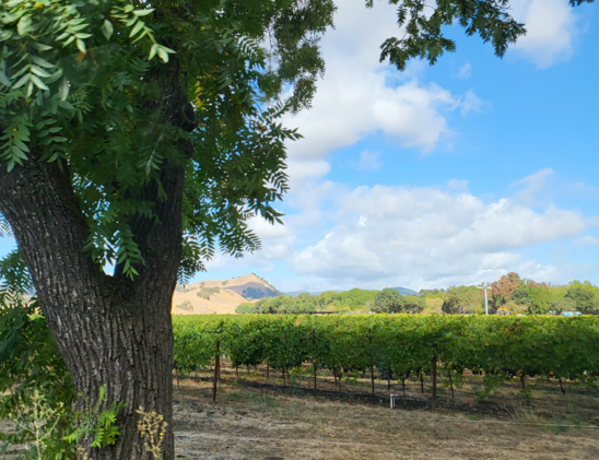 On the left is the trunk and leaves of an old walnut tree. In the midground is a flat vineyard and in the back ground are trees and a hill covered mostly with dry grass. The sky is blue with puffy clouds.