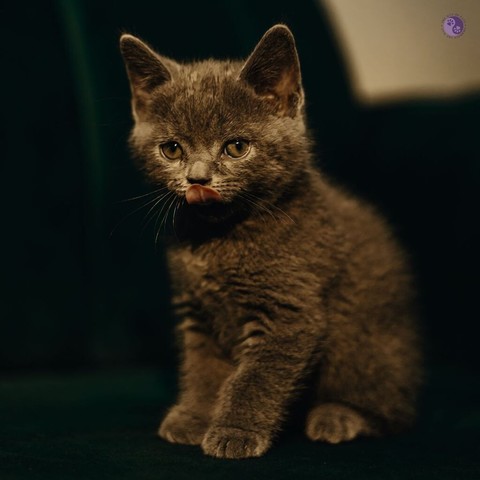 A dark and menacing look is filtered over a picture of a rounded gray kitten with their pink tongue licking their nose, sitting up in a dark armchair, very cute but also frightening, illustrating Dear Pammy, Why is this kitten getting attacked?