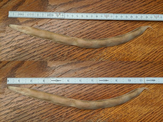 A photo showing the measurement of a dried runner bean pod in US and metric units. It measures about 290 mm or 11.5 inches. A white with black markings folding ruler is the device used to measure.