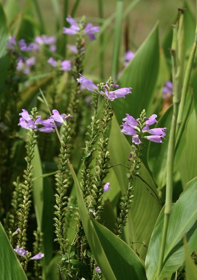 Physostegia virginiana (Obedient Plant) has dense spikes of lilac tubular flowers with rounded bases and pointed tips. There are five petals in the flower. The leaves are lance shaped with widely spaced pointed teeth.