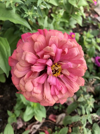 A pink peach zinnia with bountiful layers of petals that ruffle and curl around the edges. Green foliage in the background.