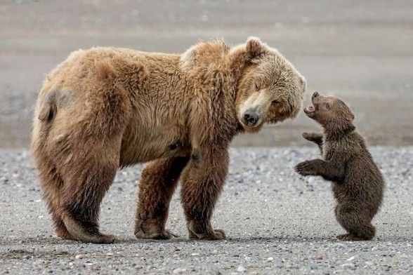 Baby bear telling its mom something