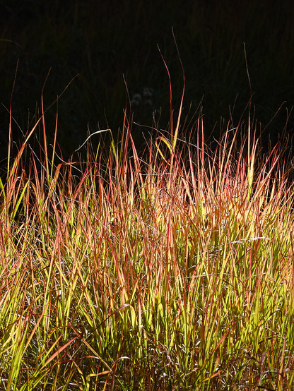 tall grasses that are green on the bottom and red on the tops