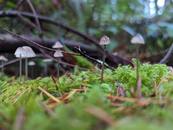 Closeup of tiny mushrooms growing out of thick moss
