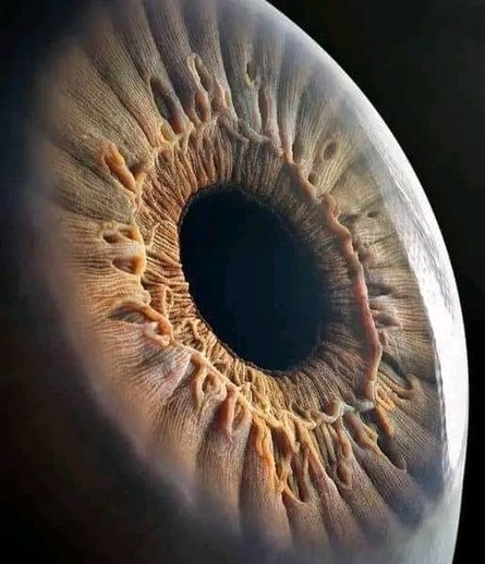 Photo of a human eye