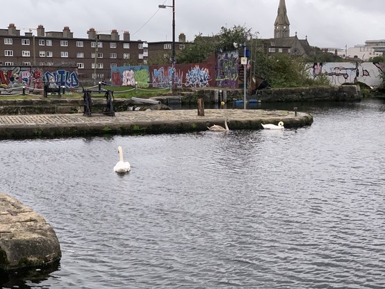 Three swans on canal dock with background of buildings and graffiti. Grey sky