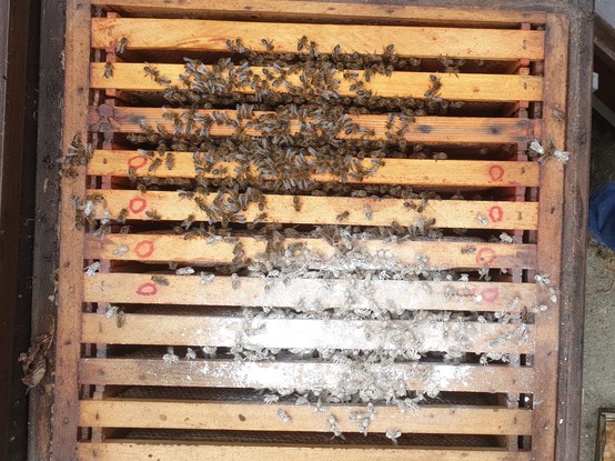 GeÃ¶ffnete Beute. Rahmen sind zu sehen, Bienen und weiÃŸe Bienen, von Puderzucker bestÃ¤ubt.
